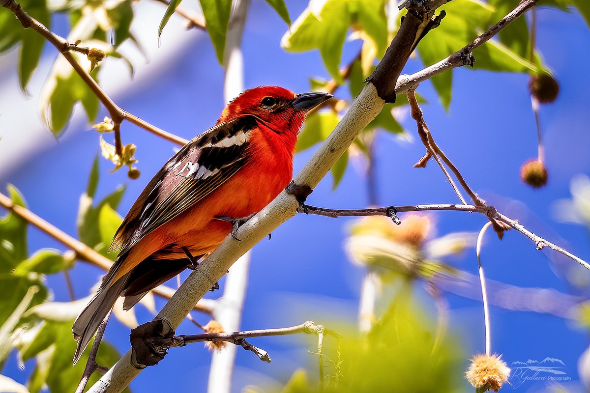 Flame-colored Tanager - ML439536121