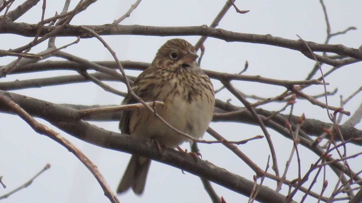Field Sparrow - ML439537611