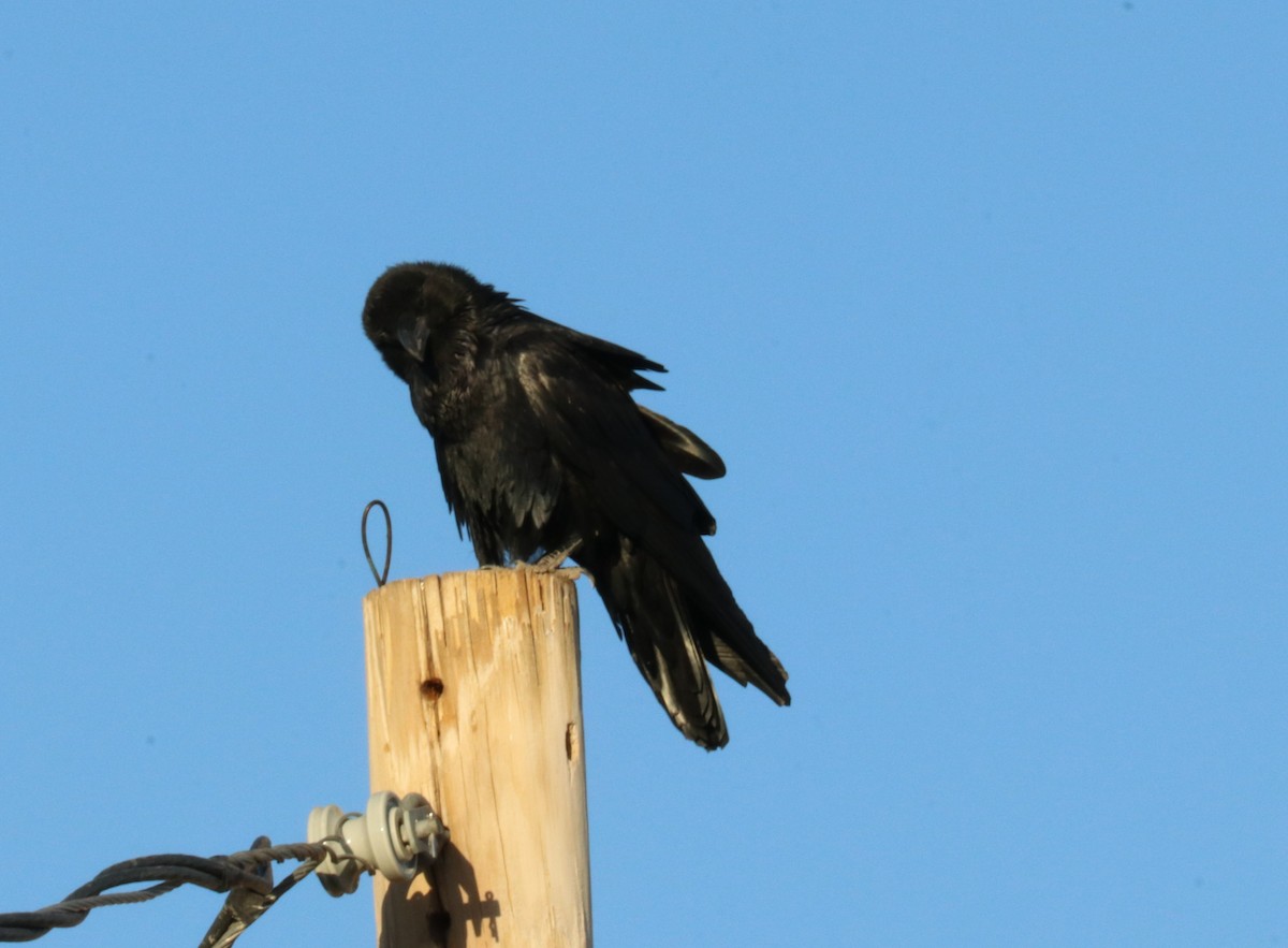 Common Raven - Loch Kilpatrick