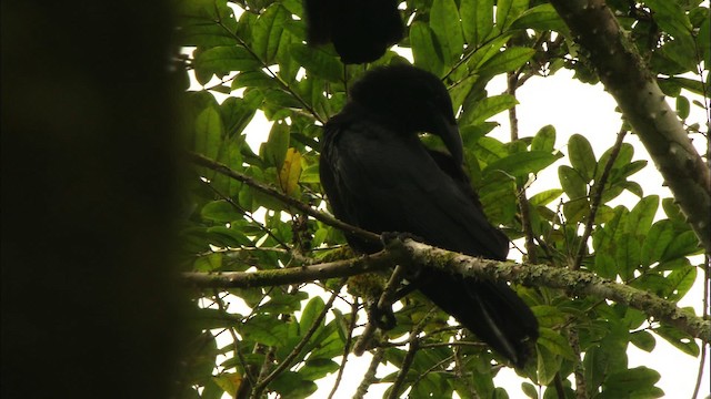Cuban Crow - ML439544