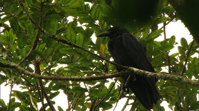 Cuban Crow - ML439545