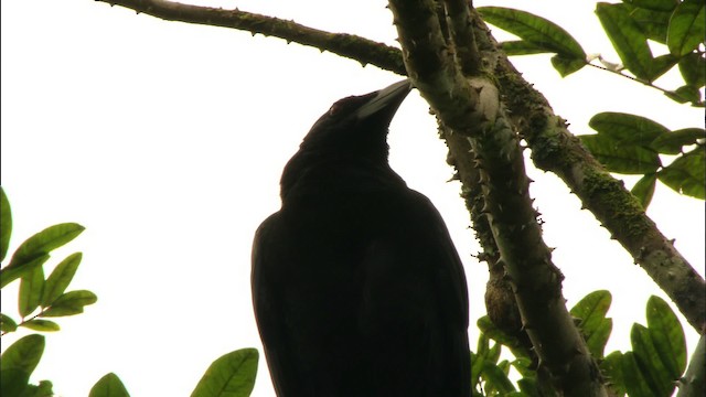 Cuban Crow - ML439546
