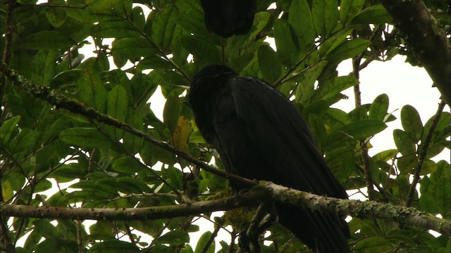 Cuban Crow - ML439547