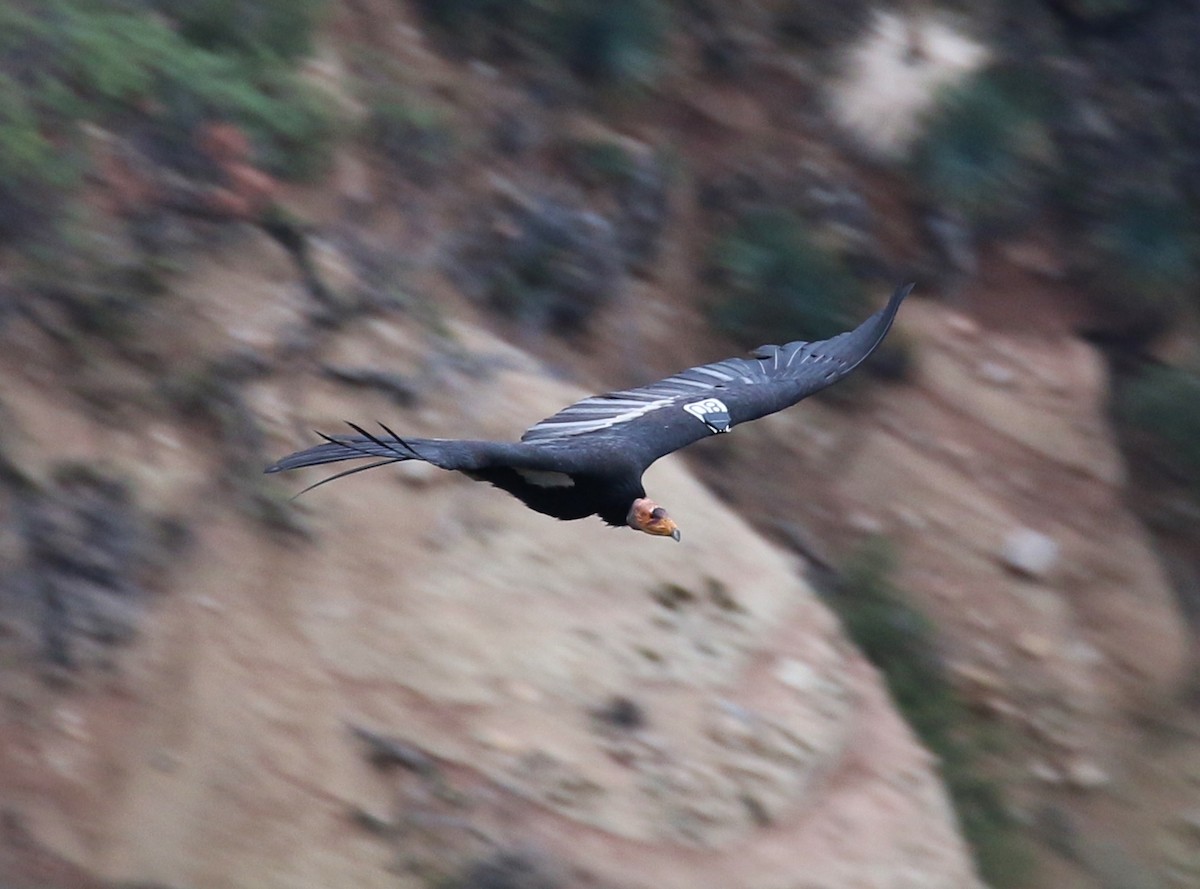California Condor - Tom Benson
