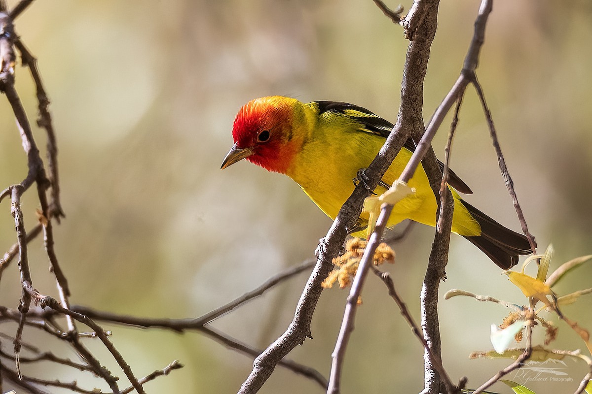 Western Tanager - ML439554041