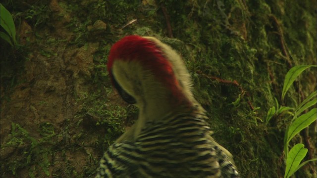 West Indian Woodpecker - ML439555