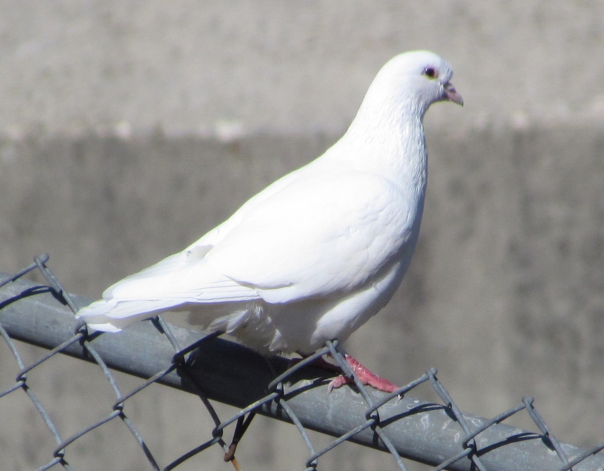 Rock Pigeon (Feral Pigeon) - ML439555461