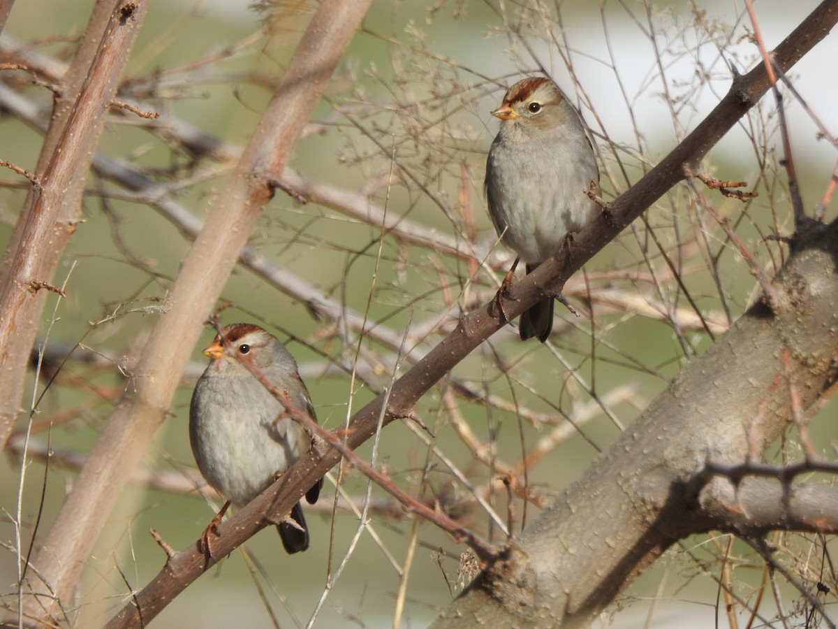 White-crowned Sparrow - John Hanna