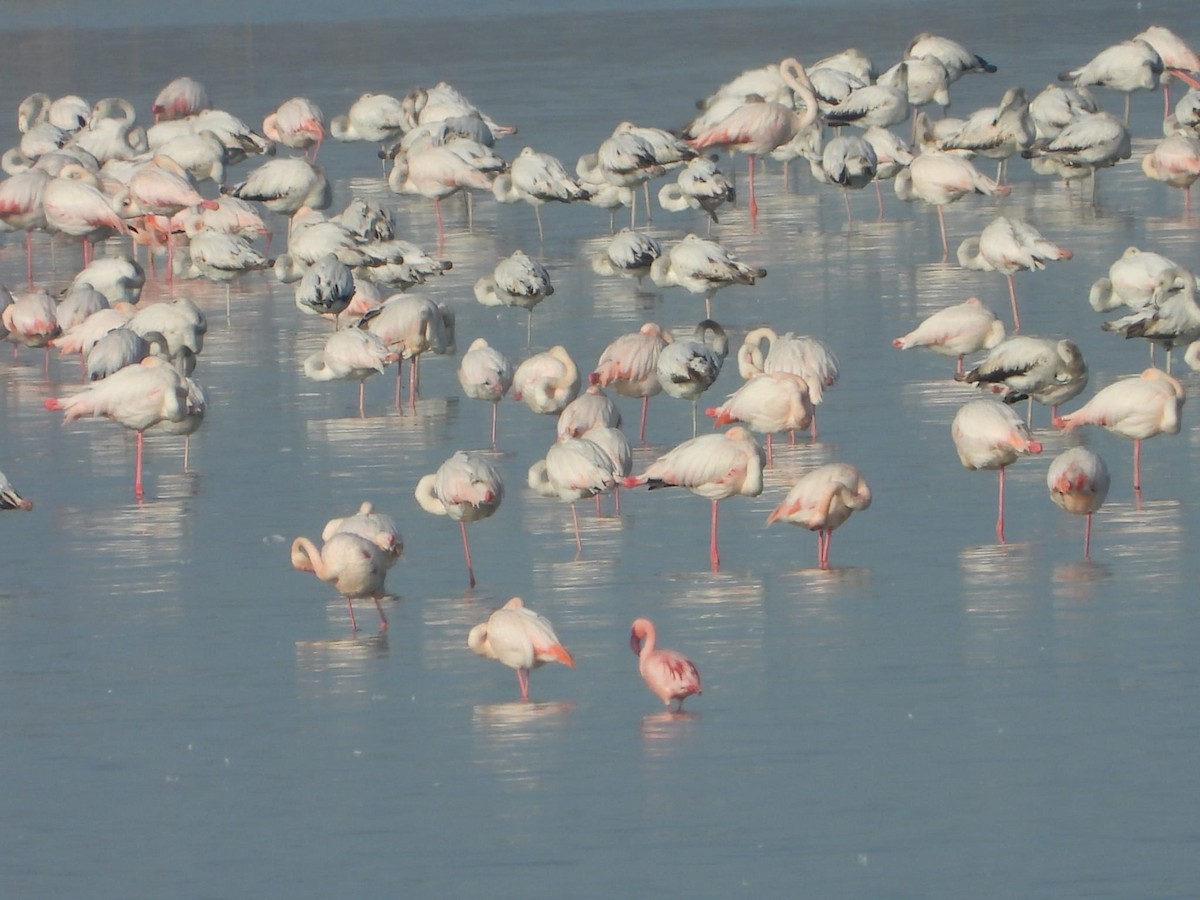 Lesser Flamingo - Luis Carretero Bonilla