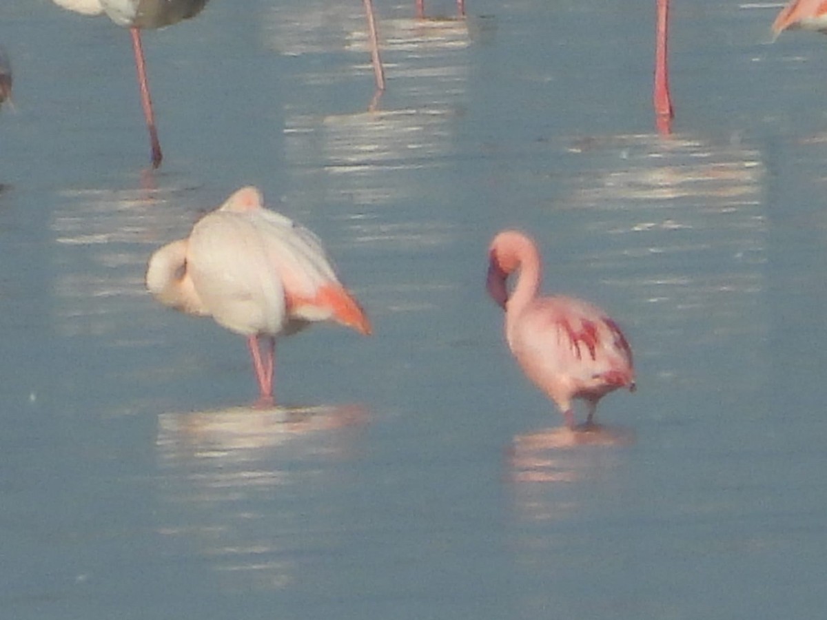 Lesser Flamingo - ML439574071