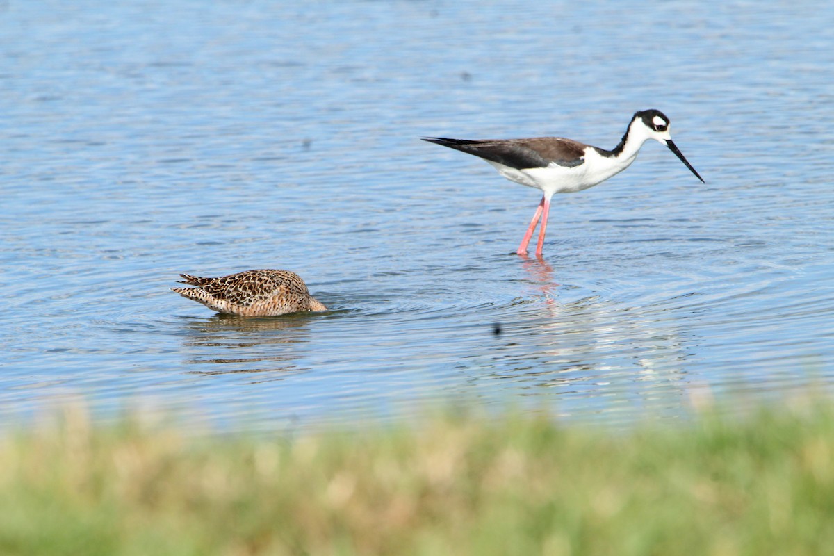 Long-billed Dowitcher - ML439589381