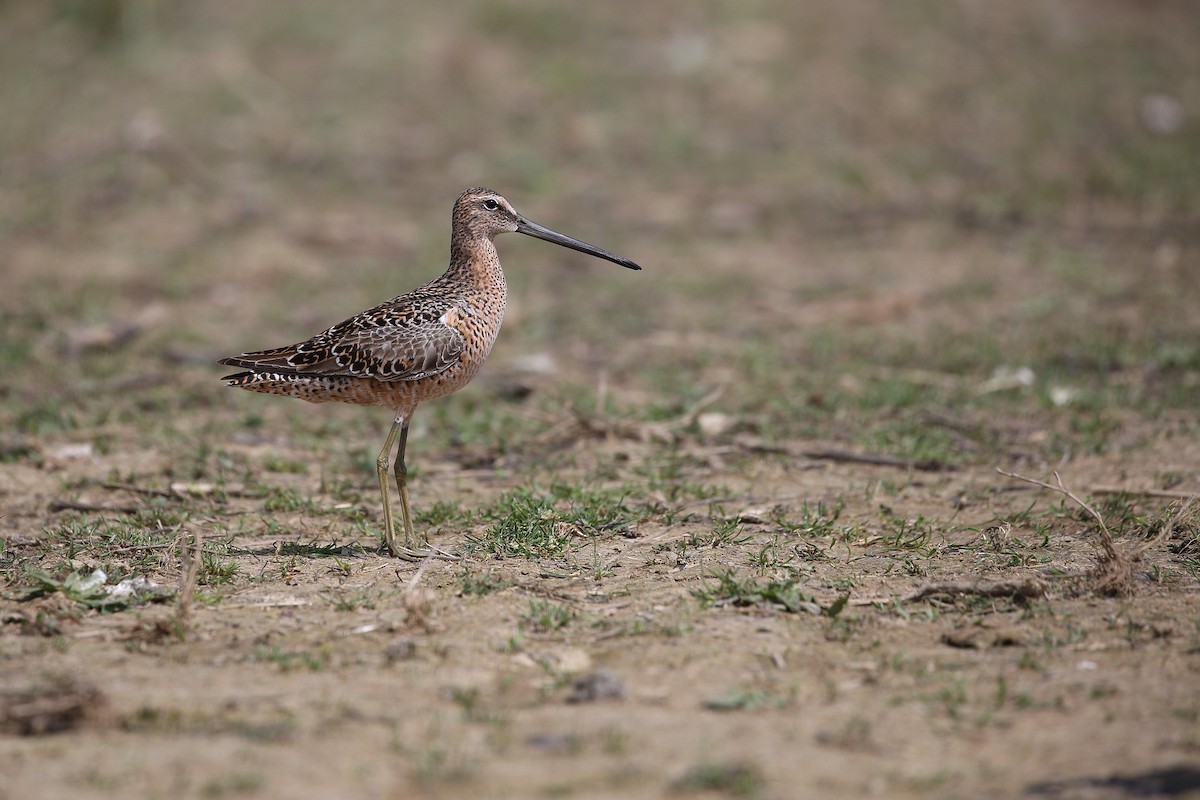 Long-billed Dowitcher - ML439591501