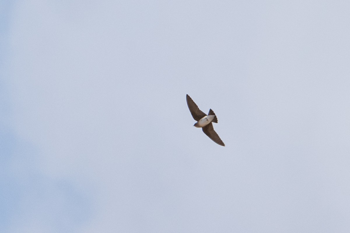 Northern Rough-winged Swallow - ML439593321