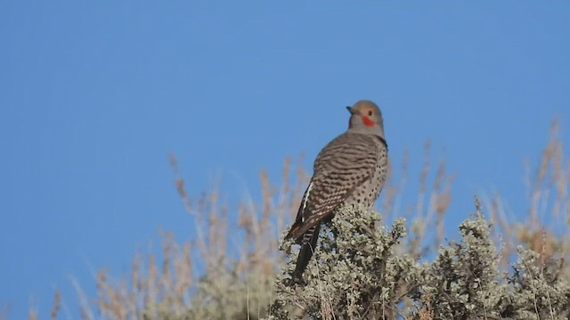Northern Flicker (Red-shafted) - ML439594071