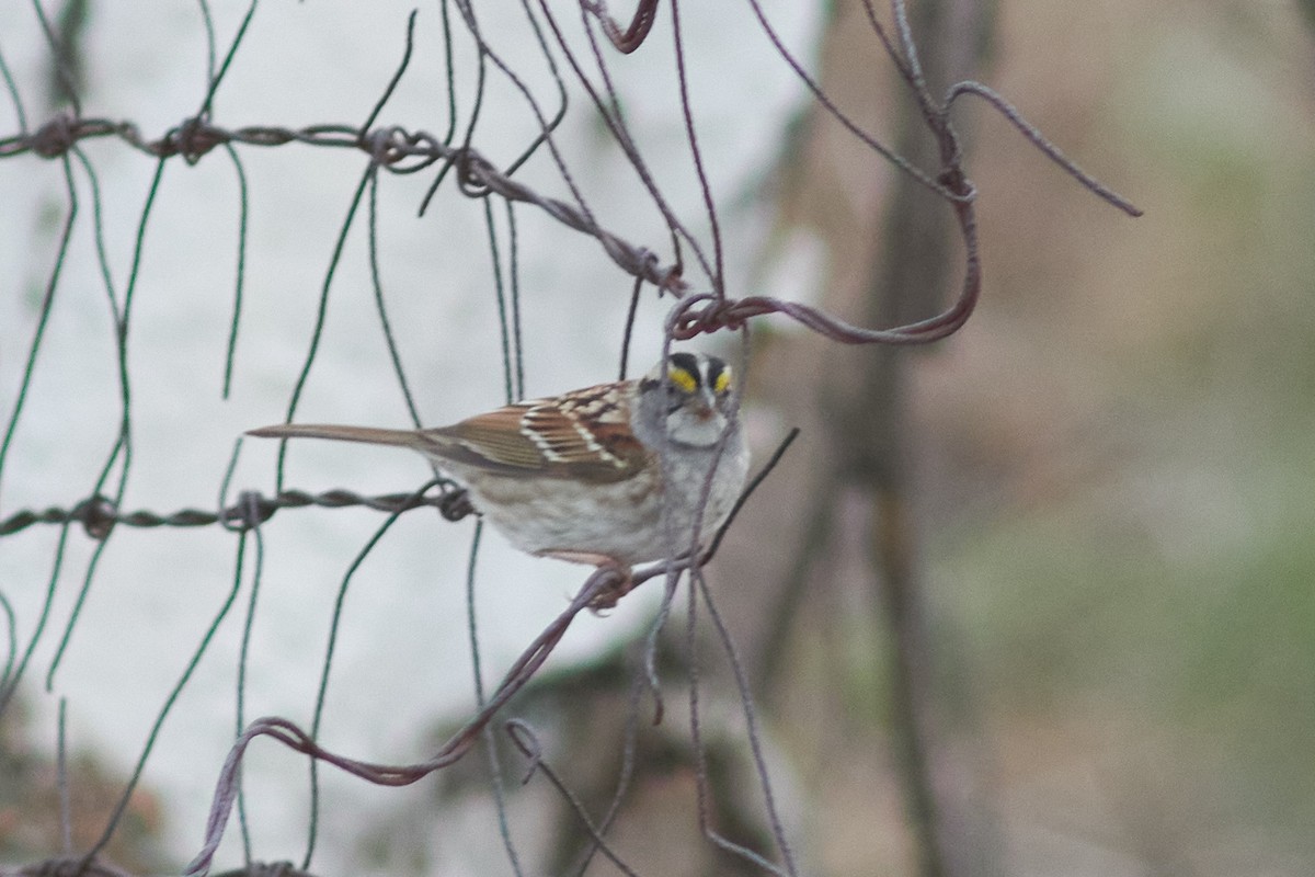 White-throated Sparrow - ML439594881