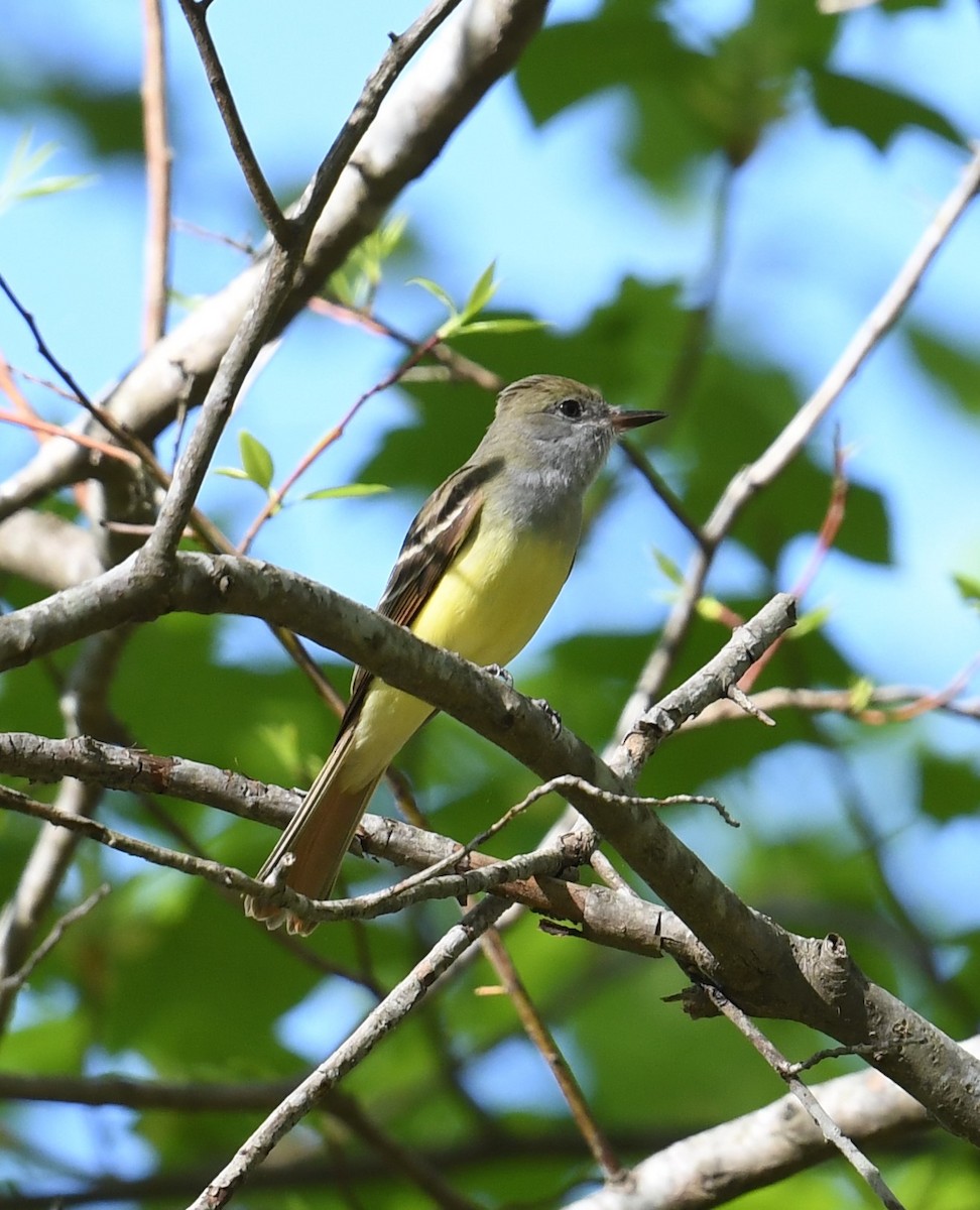 Great Crested Flycatcher - ML439598171