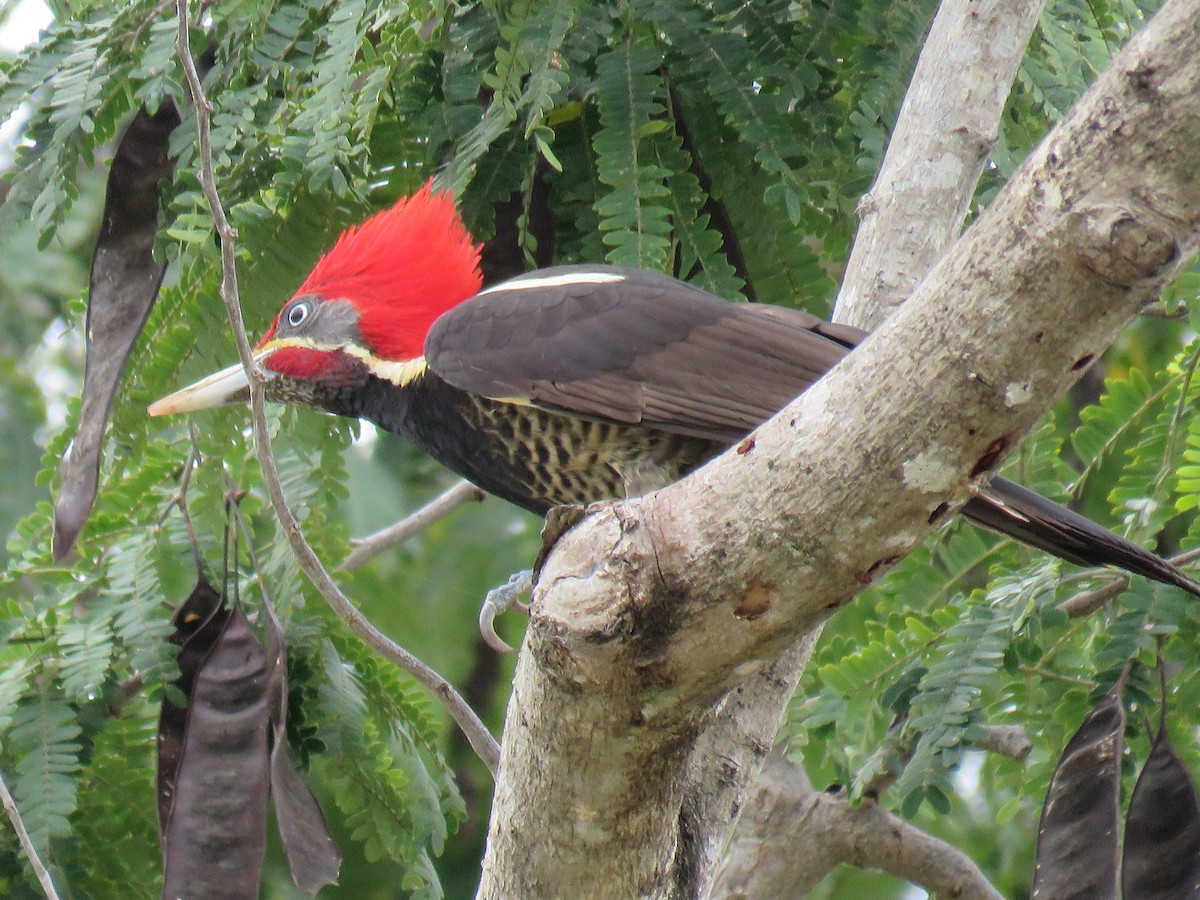 Lineated Woodpecker - Green Jay Bird Conservancy Juan Flores