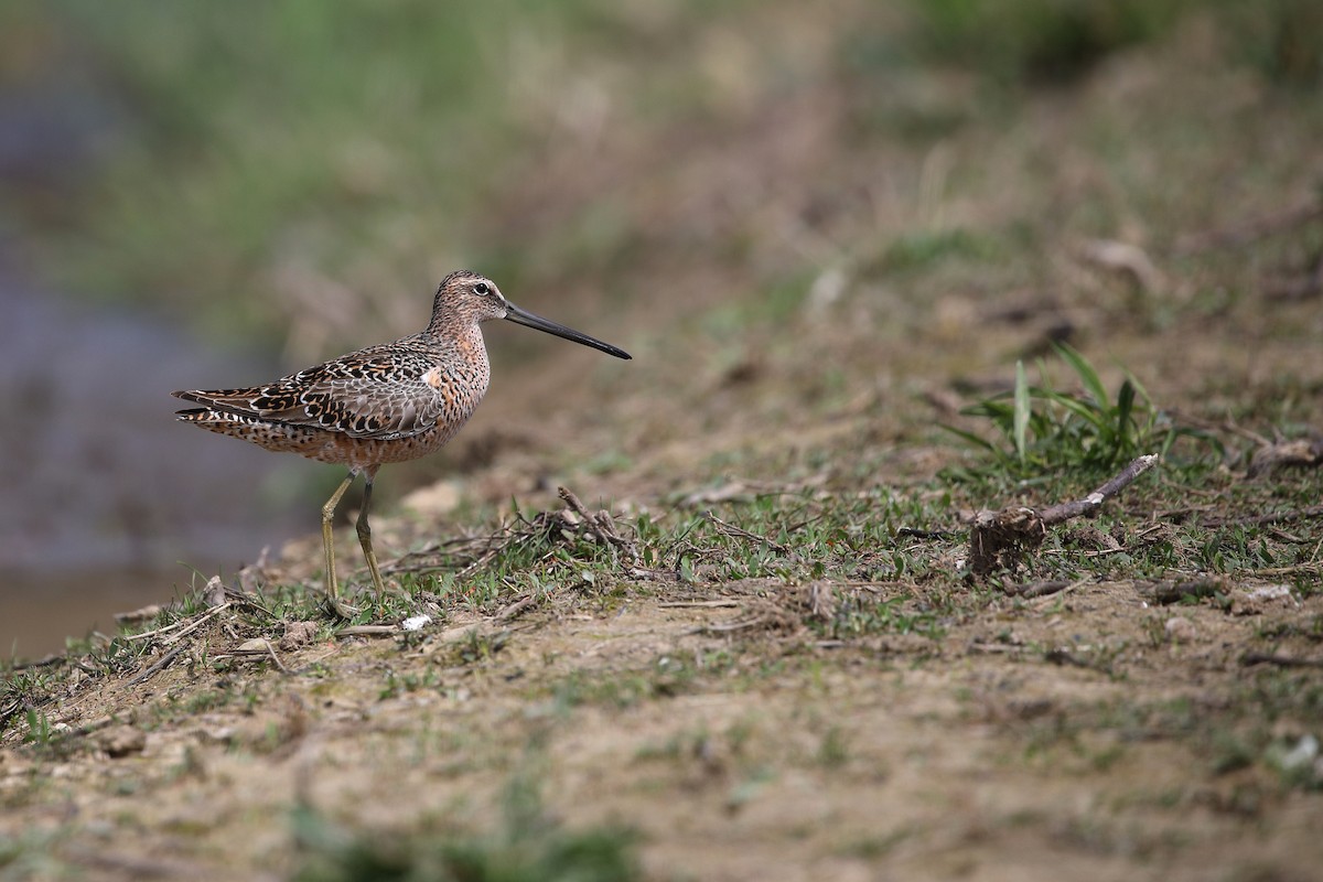 Long-billed Dowitcher - ML439602541