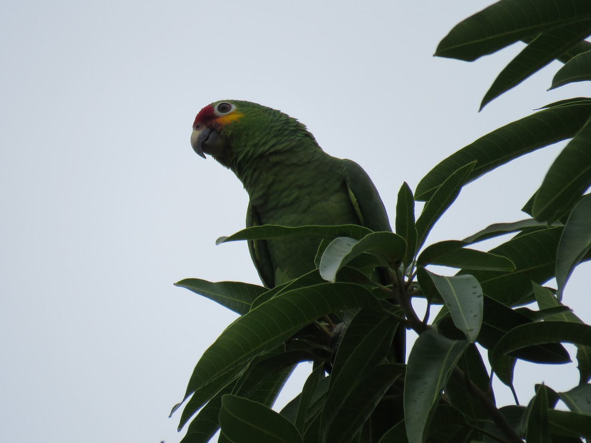 Red-lored Parrot - ML43960291