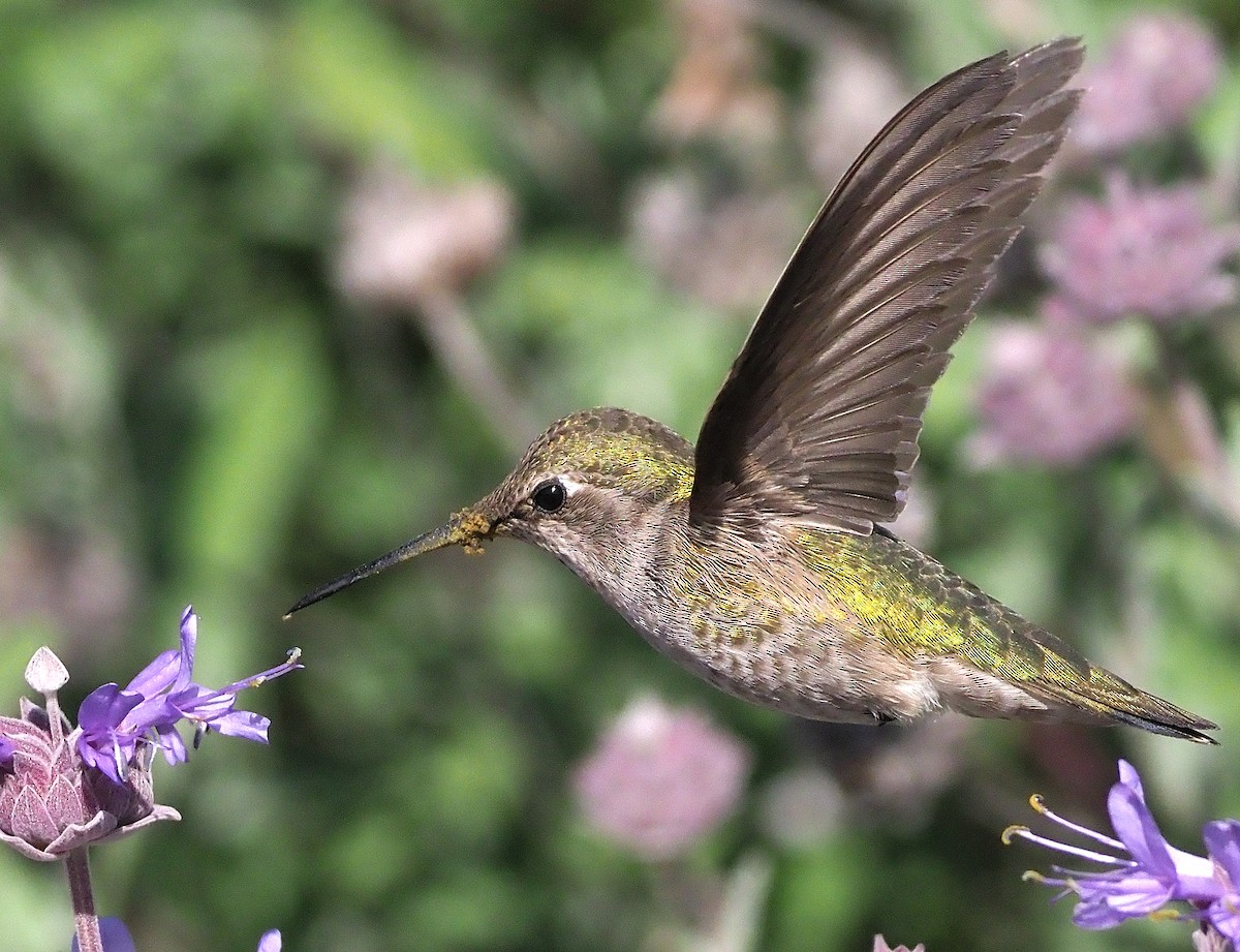 Anna's Hummingbird - ML439605141