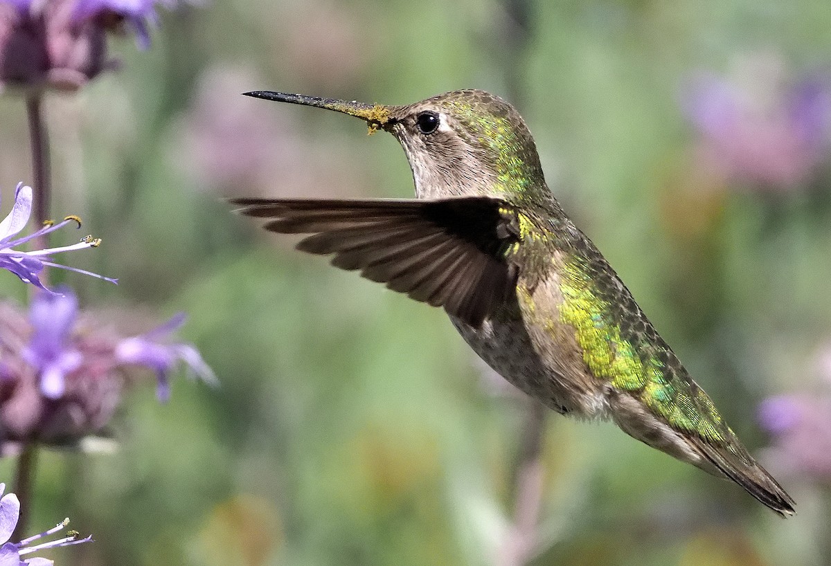 Anna's Hummingbird - ML439605181