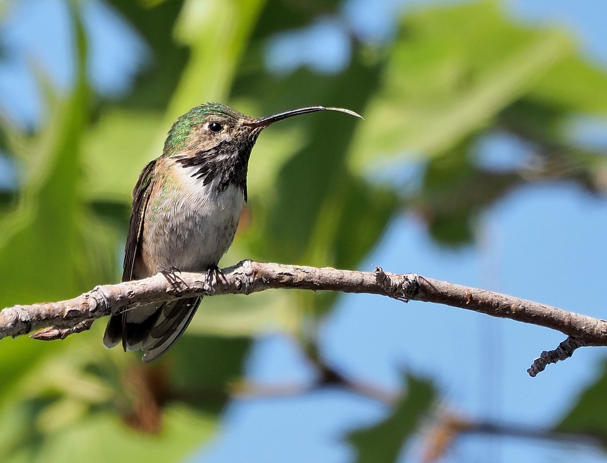 Calliope Hummingbird - ML439605411