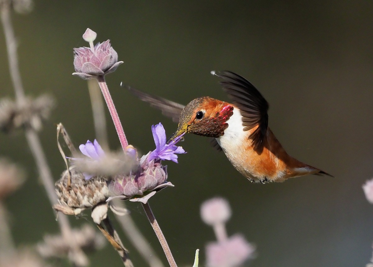 Rufous Hummingbird - ML439605681