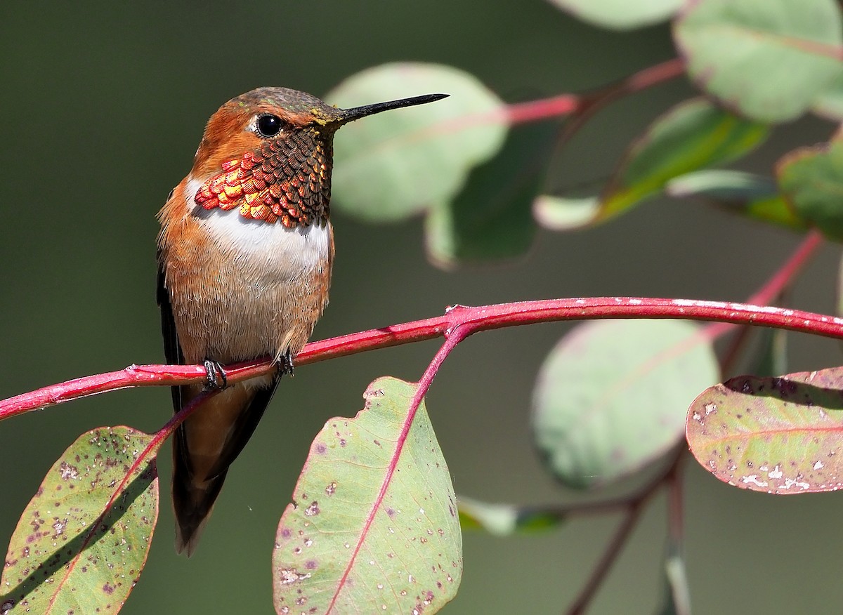 Rufous Hummingbird - ML439605891