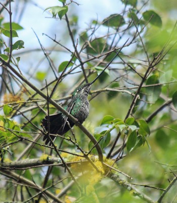 Sword-billed Hummingbird - Ronny Matamoros