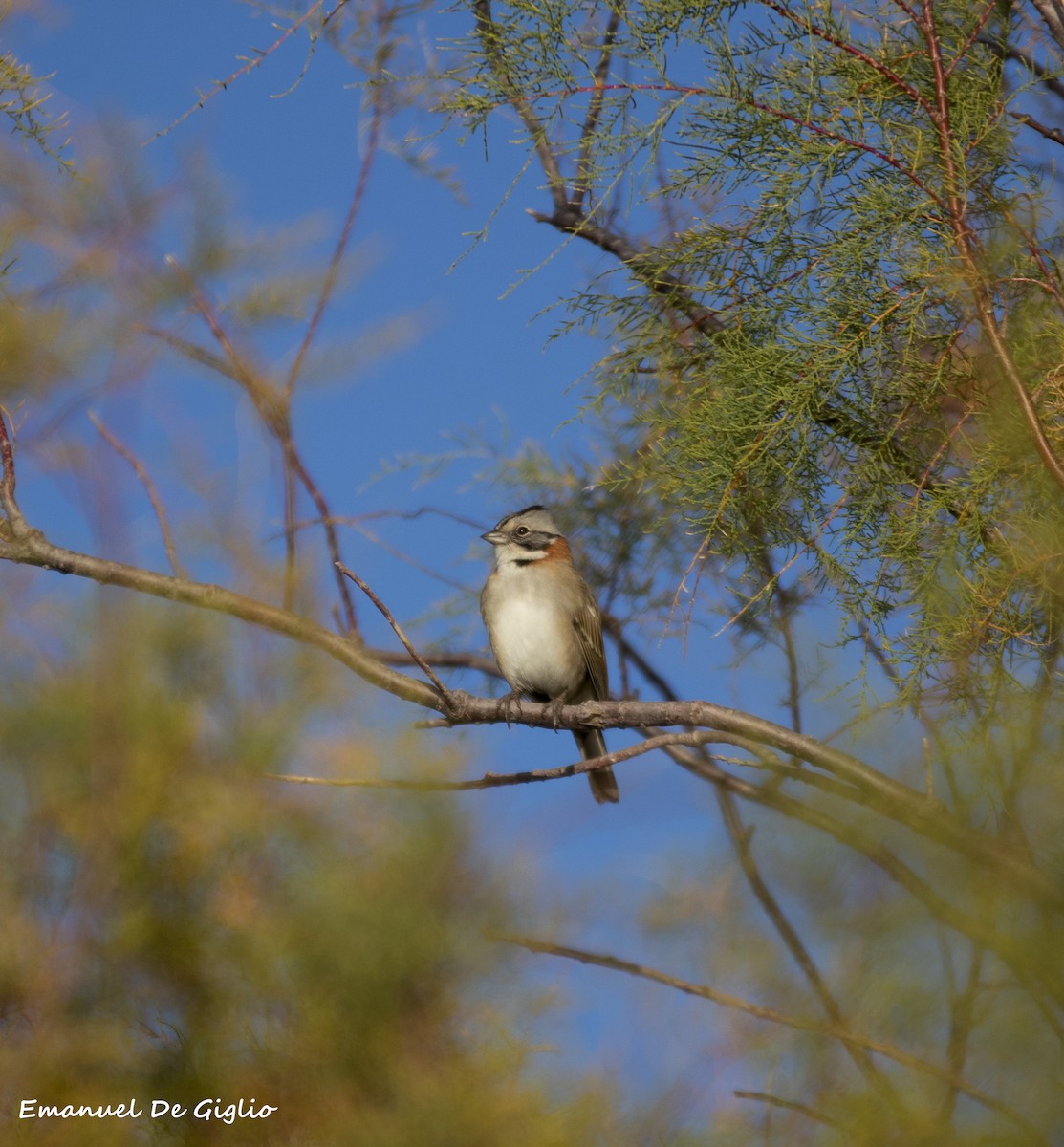 Rufous-collared Sparrow - ML439617211