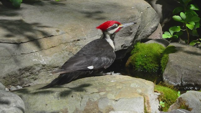 Pileated Woodpecker - ML439621251