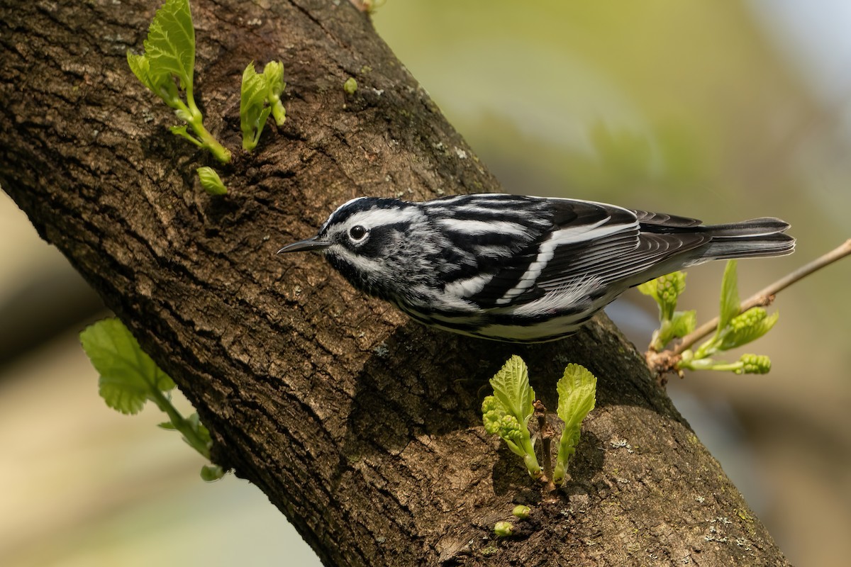 Black-and-white Warbler - ML439622221