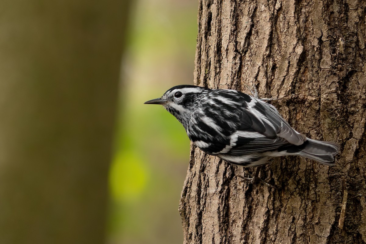 Black-and-white Warbler - ML439622231