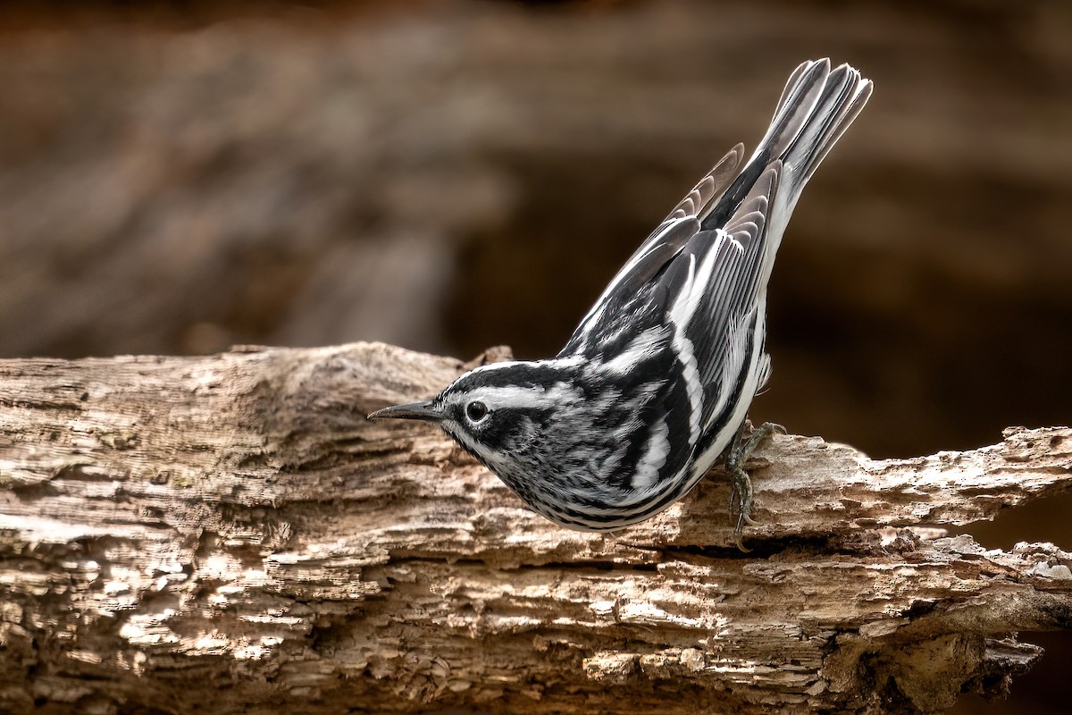 Black-and-white Warbler - Alicia Ambers