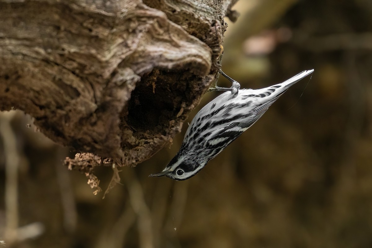Black-and-white Warbler - ML439622331