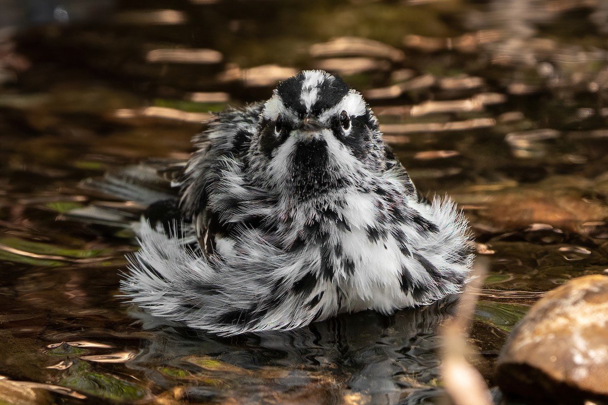Black-and-white Warbler - ML439622391