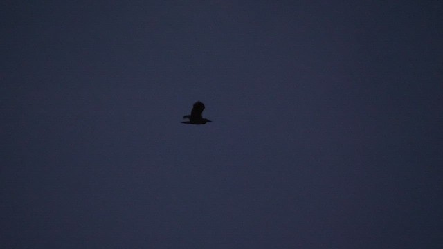 Black-crowned Night Heron - ML439629671