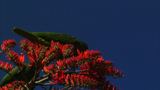 Küba Amazonu (leucocephala) - ML439635