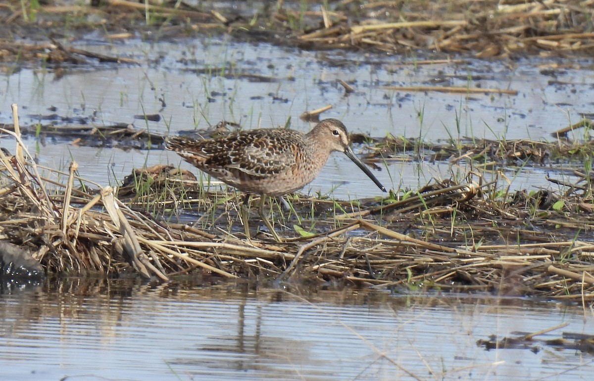 Long-billed Dowitcher - ML439635591