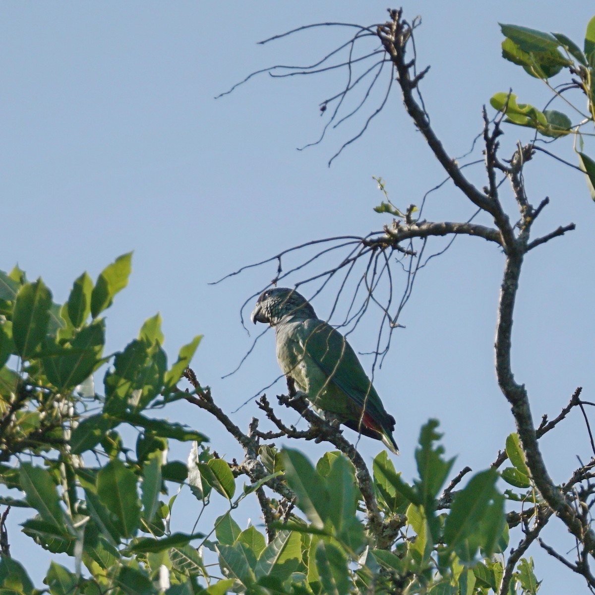 Scaly-headed Parrot - ML439636721