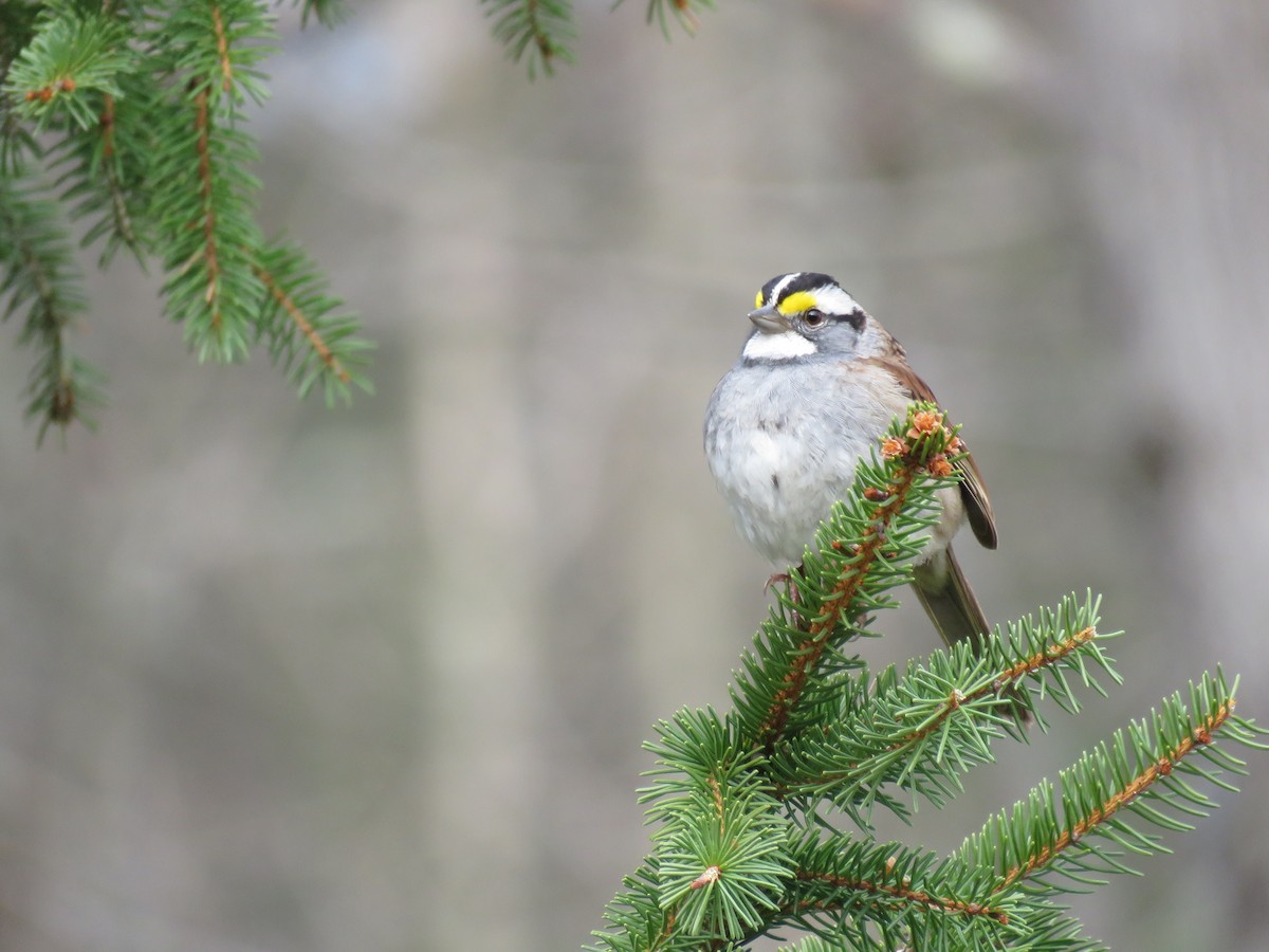 White-throated Sparrow - ML439637741