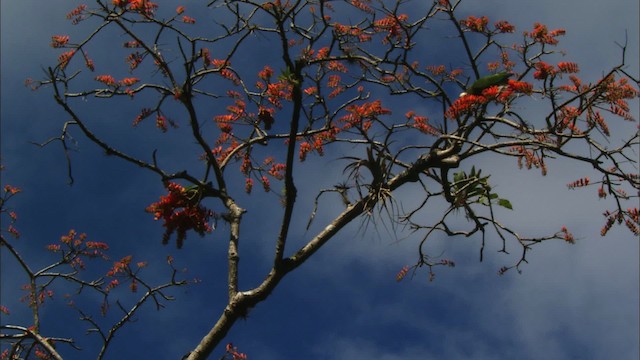 Küba Amazonu (leucocephala) - ML439638