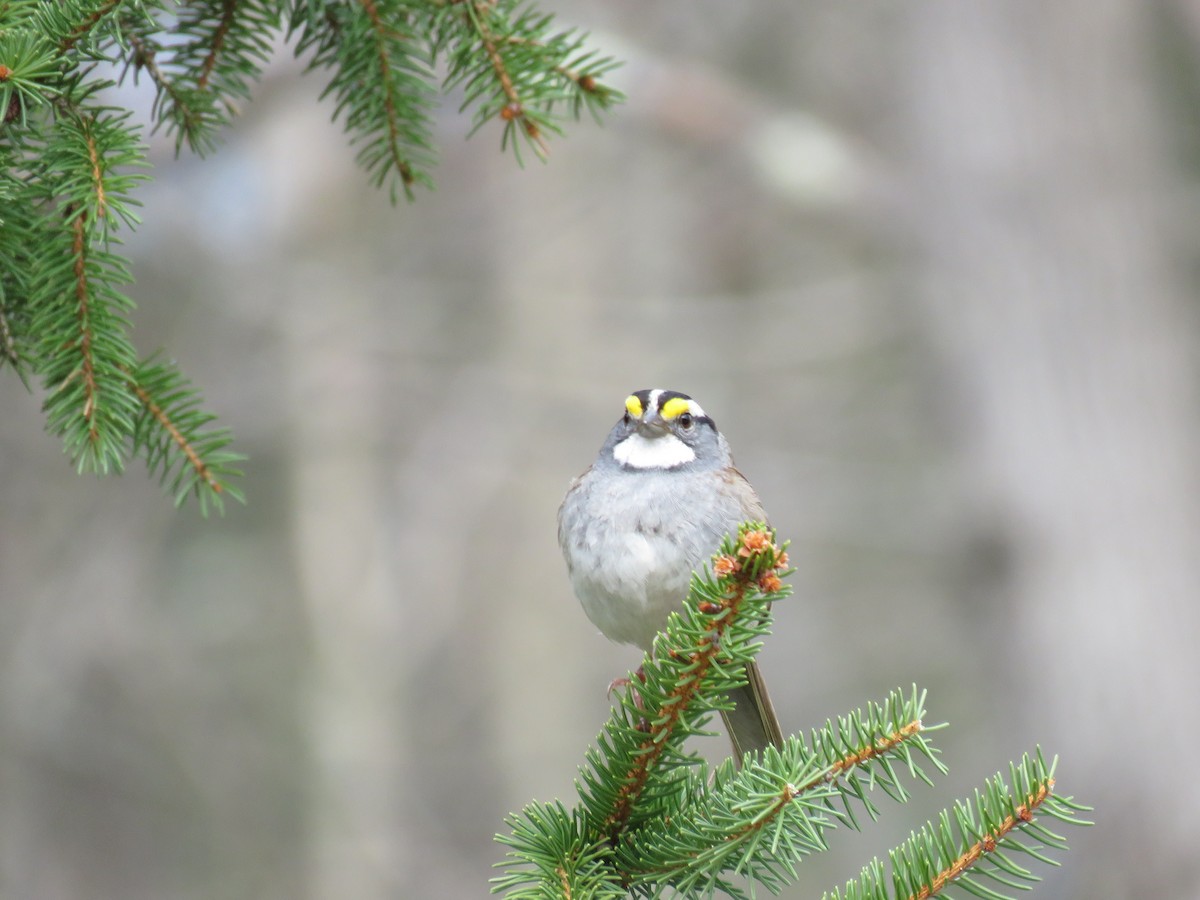 White-throated Sparrow - ML439638281