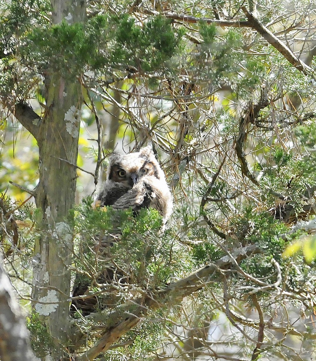 Great Horned Owl - ML439638711