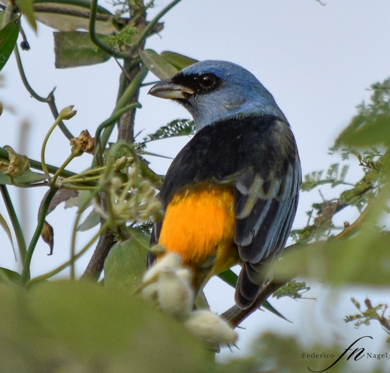 Blue-and-yellow Tanager - federico nagel