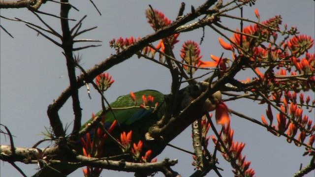 Küba Amazonu (leucocephala) - ML439639