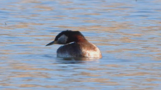 Red-necked Grebe - ML439639141