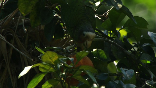 Küba Amazonu (leucocephala) - ML439643