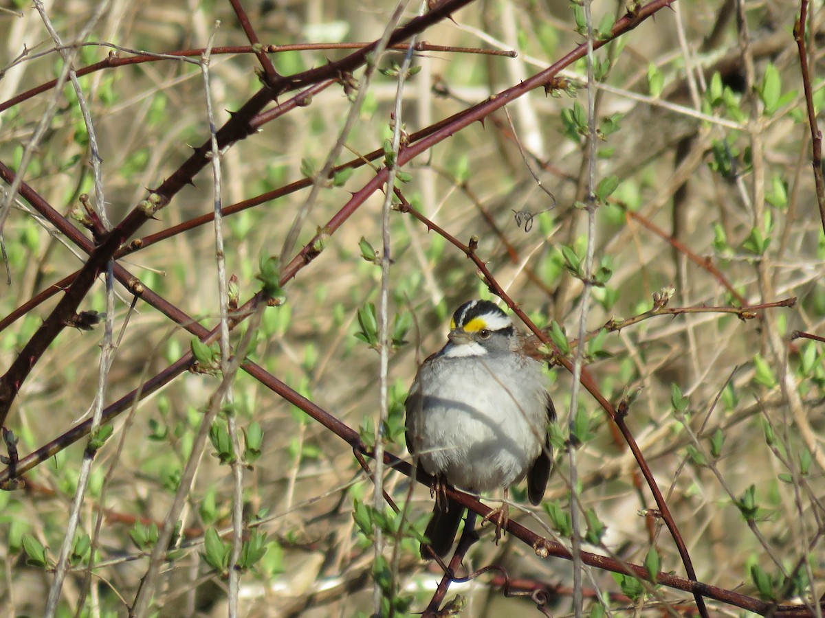 White-throated Sparrow - ML439644431