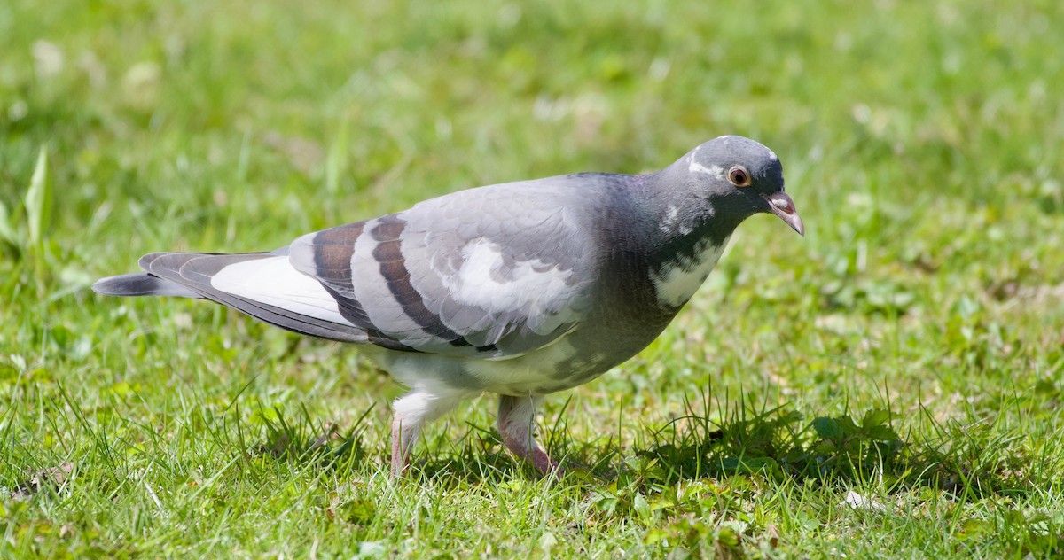 Rock Pigeon (Feral Pigeon) - ML439644501